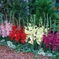 Bulbi Gladiole mixt de culori