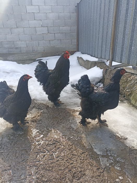 Семейка Черной брамы