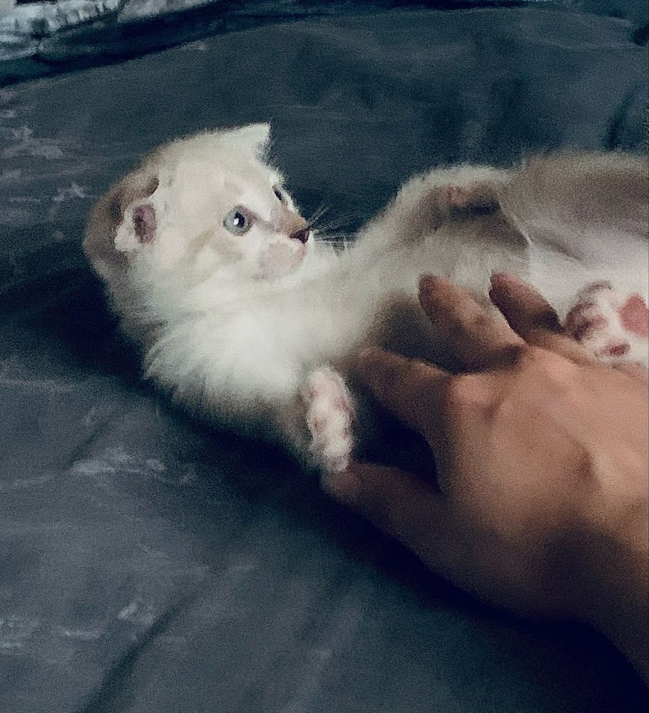 Продается котенок