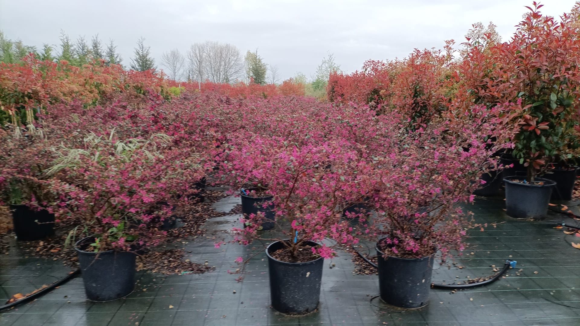 Photinia Red Robin