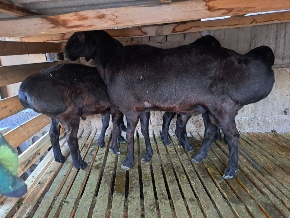 Қошқар сатылады .