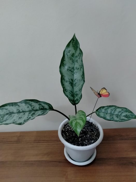 Продам аглаонему