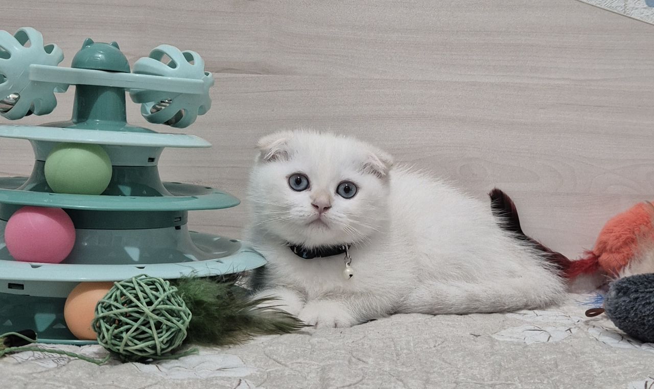 Шикарная девочка шиншилла