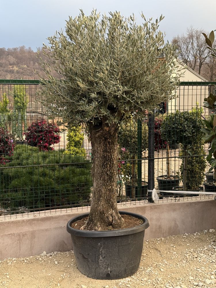 Vand plante ornamentale