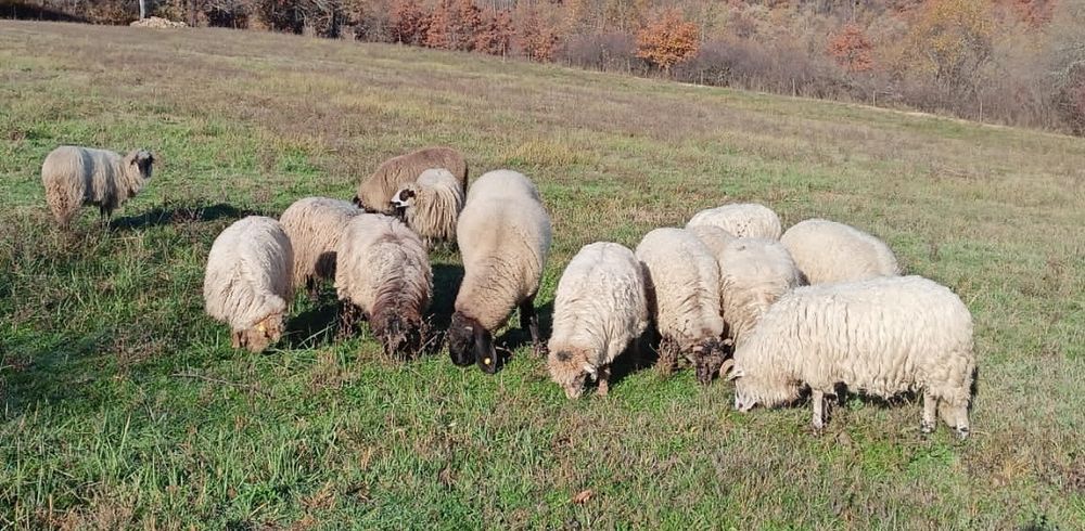 Vând Oi Țurcane.