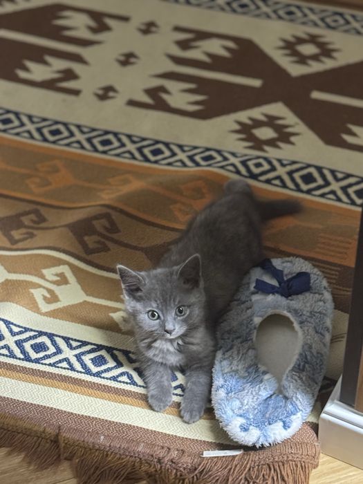 Котенок отдам в добрые руки, в связи переездом.