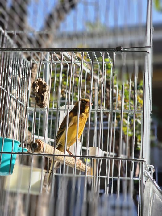 Канарейка срочно продаётся