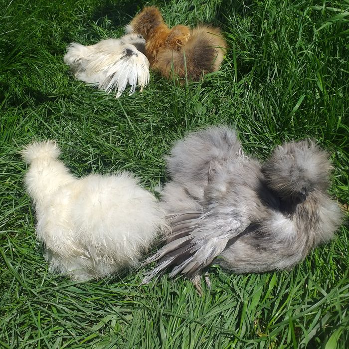 Цыплята породы китайские шёлковые