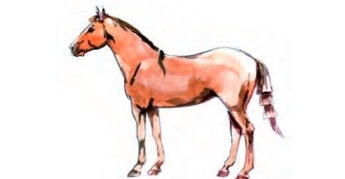 Продам лошадей. Байтал жабагы тай