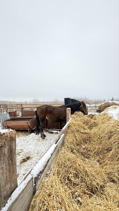 лошодь с жеребенком
