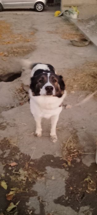 Ишончли кулга бераман