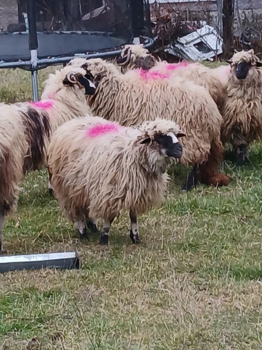 Vind 50 oii pe ales cu mieii