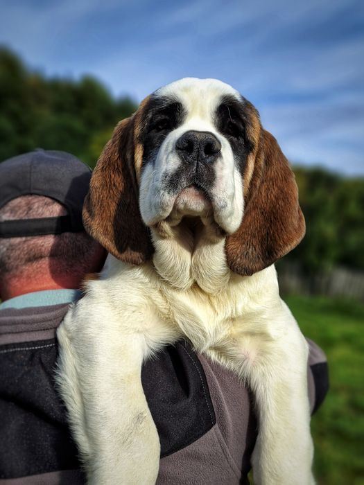 Femela Saint Bernard cu Pedigree