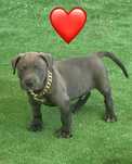 Mascul amstaff blue