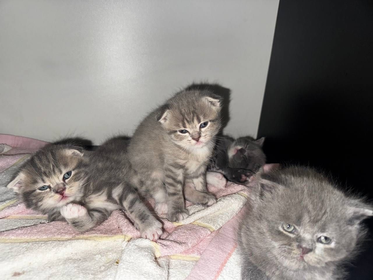 Вислоухие котята