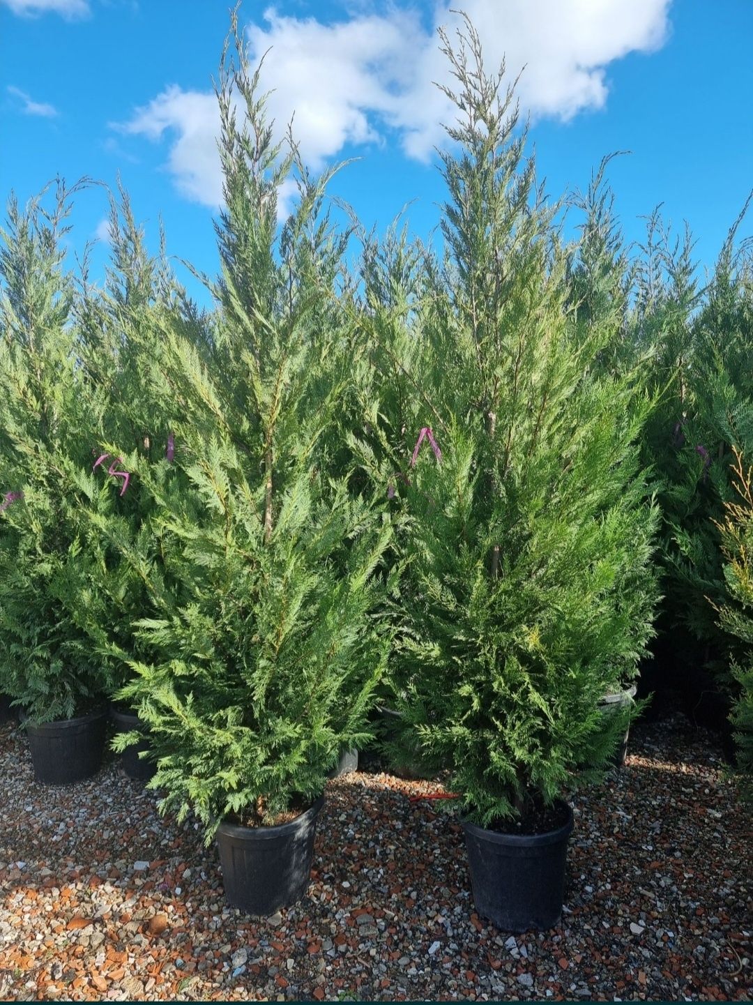 Leylandii 2.3m - 2.5m, la balot sau ghiveci