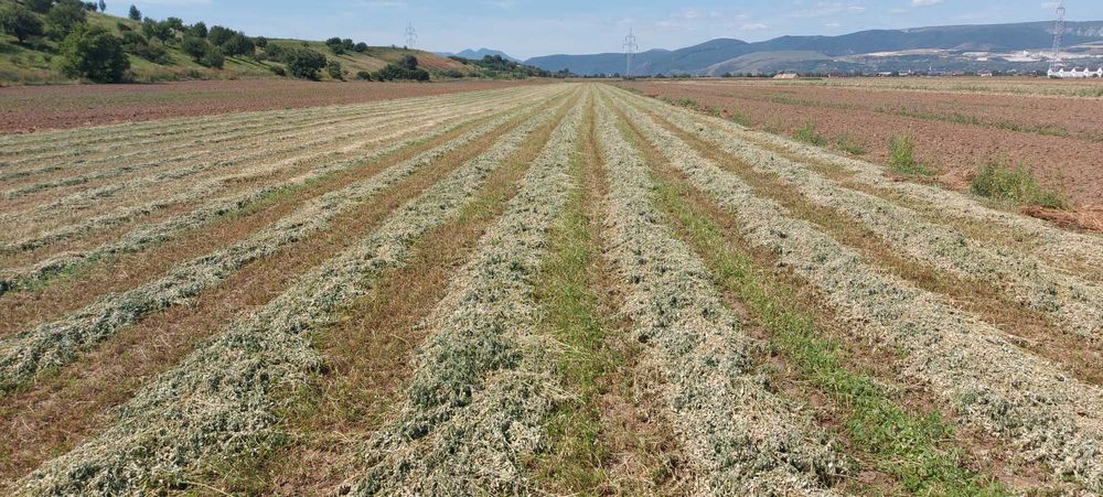 De vânzare baloți lucernă