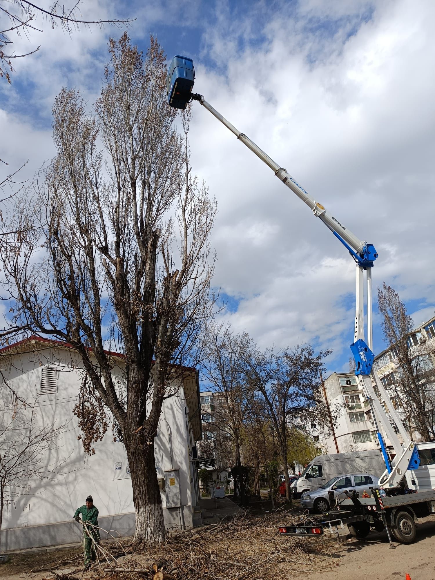Taiere/Cosmetizare/Fasonare Arbori Periculoși Ieftin.
