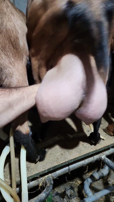 Vând 100 de capre alpina și metis