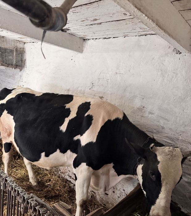 Продам корову молочную