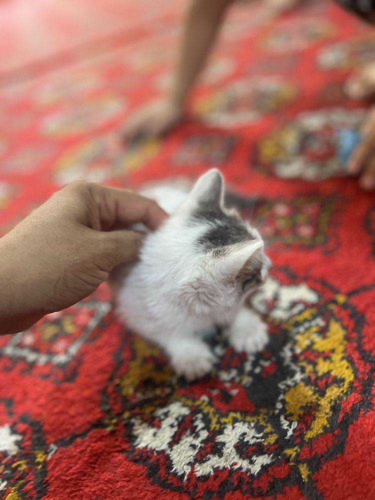 Mushuklar bepul beriladi