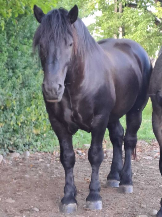 Doi armăsari semigrei de vânzare, 2 și 3 ani – frumoși și ascultători