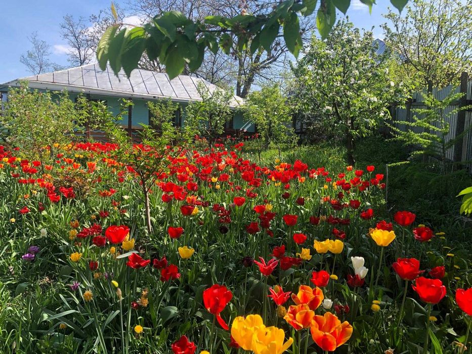 Vânzare casă la țară în Costișa de Sus, comuna Tănăsoaia, jud. Vrancea