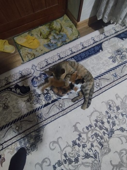 Мушукчалар 3 ойлик