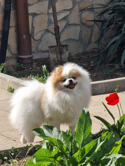 Померанче малко момченце