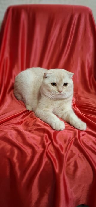 Котята Продаю котенка скоттиш-фолд