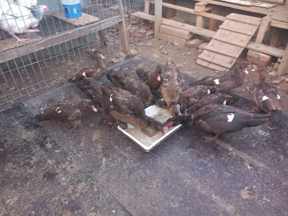 Rațe leșești Ciocolatii pentru reproducere