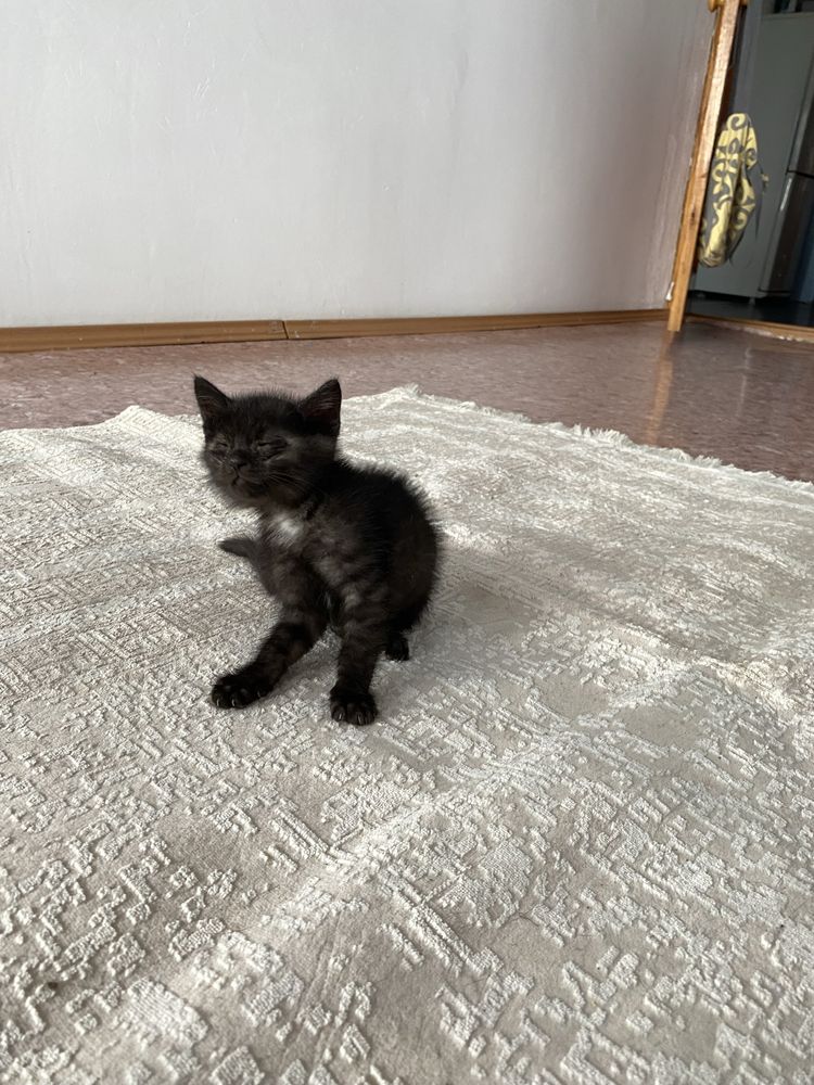 Котята отдам Актау
