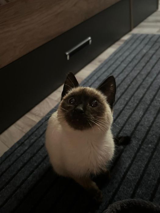 Отдам котенка в хорошие руки, девочка, к лотку приучена
