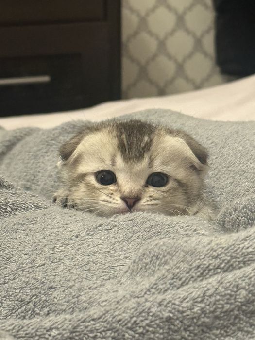 24/7 хабарласыныздар суйкмды мысык