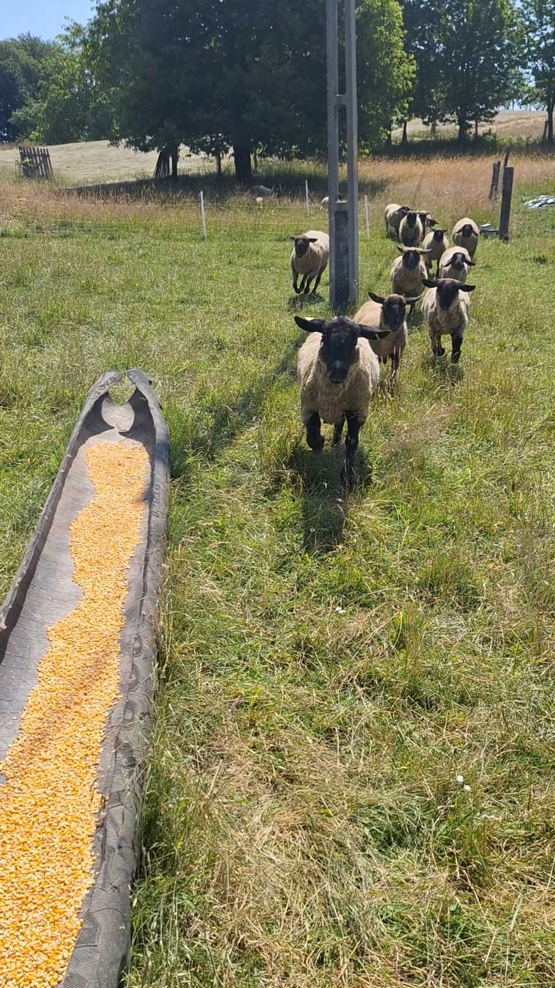 Oi sufolk de vânzare