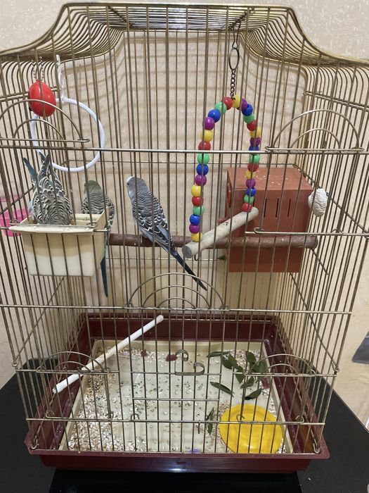 Волонистый попугай