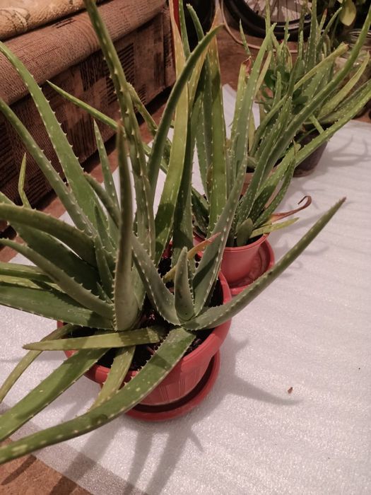 Цветок Алоэ лечебные большие