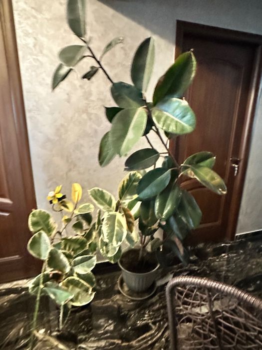 Ficusi de vânzare – diferite dimensiuni (200–600 lei)