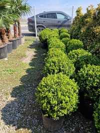 Buxus globular Eunimus globular