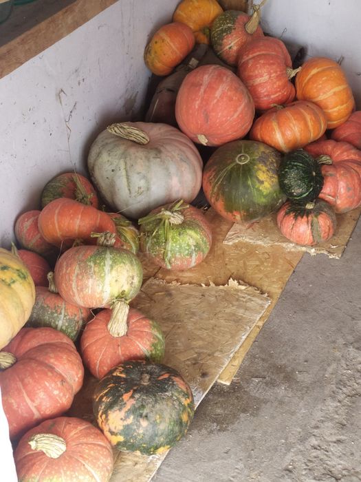 Продам тыкву домашнюю