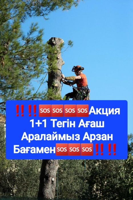 Ағаш Аралаймыз Арзан Бағамен