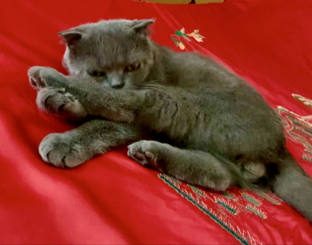 Молодой котик Scottish Fold!
