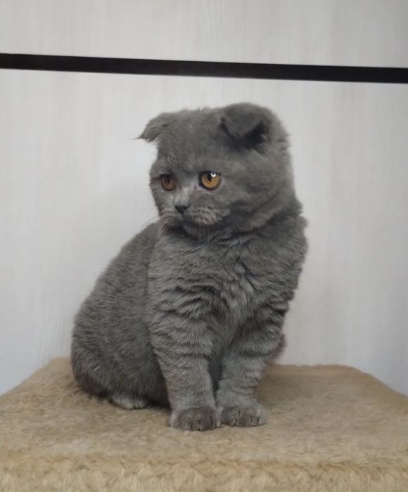 Scottish fold Blue