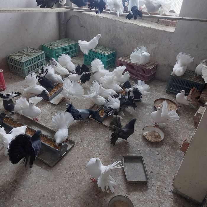 Продавам гълъби Финерлии - бели, сиви и пъстри.