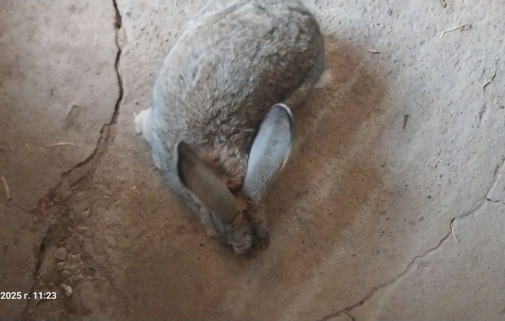 Кролик домашний хороший породы, срочно