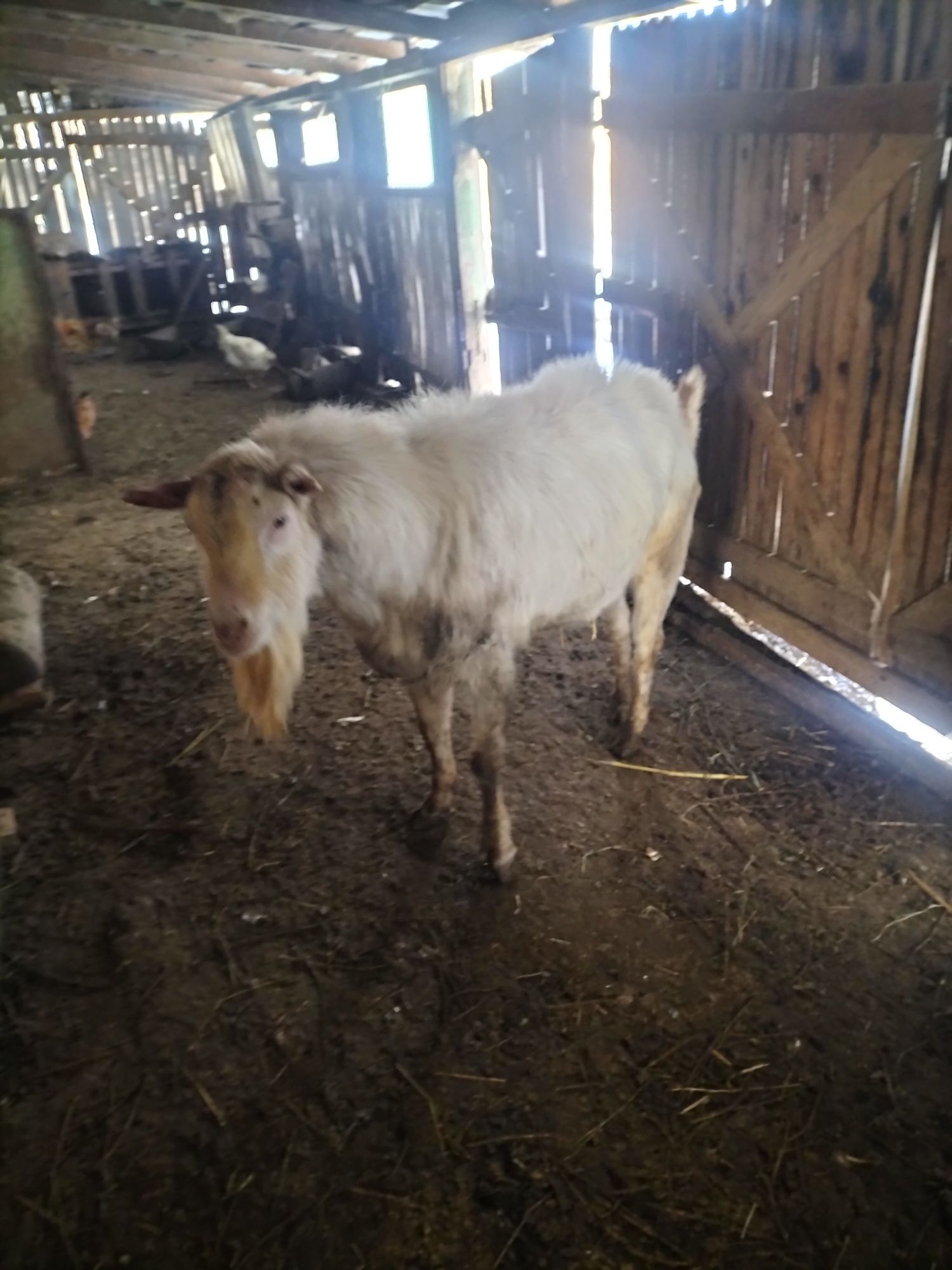 Vând țap saneen la a doua montă