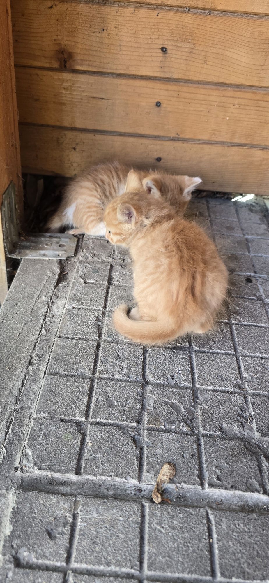 Подарявам котета