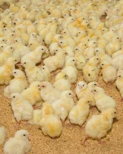 В наличии суточный бройлер