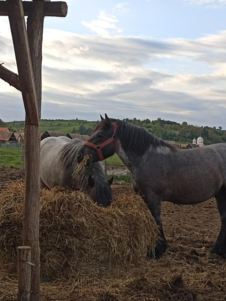 Vând doi mânji frați