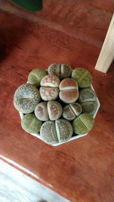 Алоэ вера , драцена компакта и литопсы